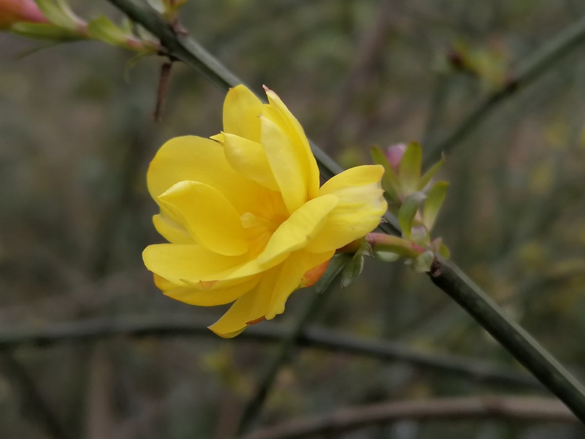 迎春花寓意（中国人骨子里风俗文化有一种特别的情感）