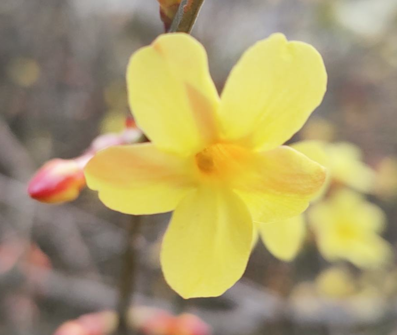 迎春花寓意（中国人骨子里风俗文化有一种特别的情感）