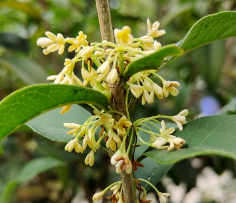 迎春花寓意（中国人骨子里风俗文化有一种特别的情感）