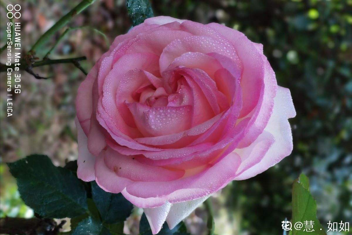 迎春花寓意（中国人骨子里风俗文化有一种特别的情感）