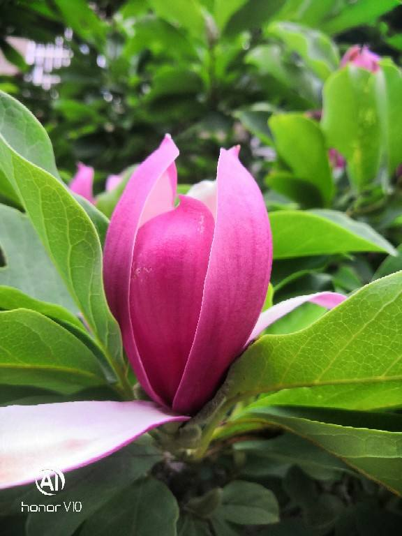 迎春花寓意（中国人骨子里风俗文化有一种特别的情感）