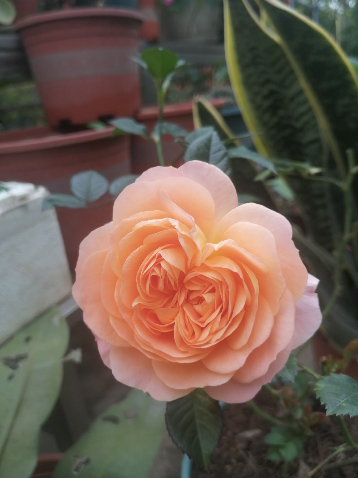 迎春花寓意（中国人骨子里风俗文化有一种特别的情感）