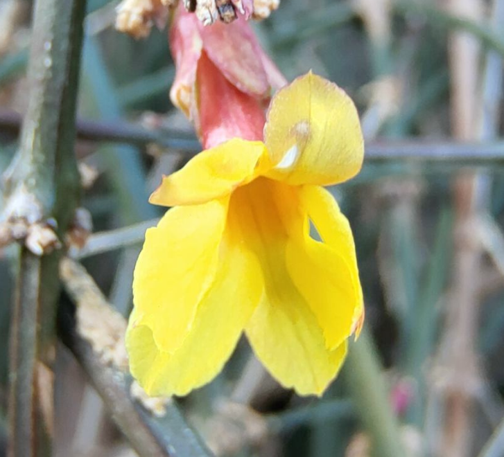 迎春花寓意（中国人骨子里风俗文化有一种特别的情感）