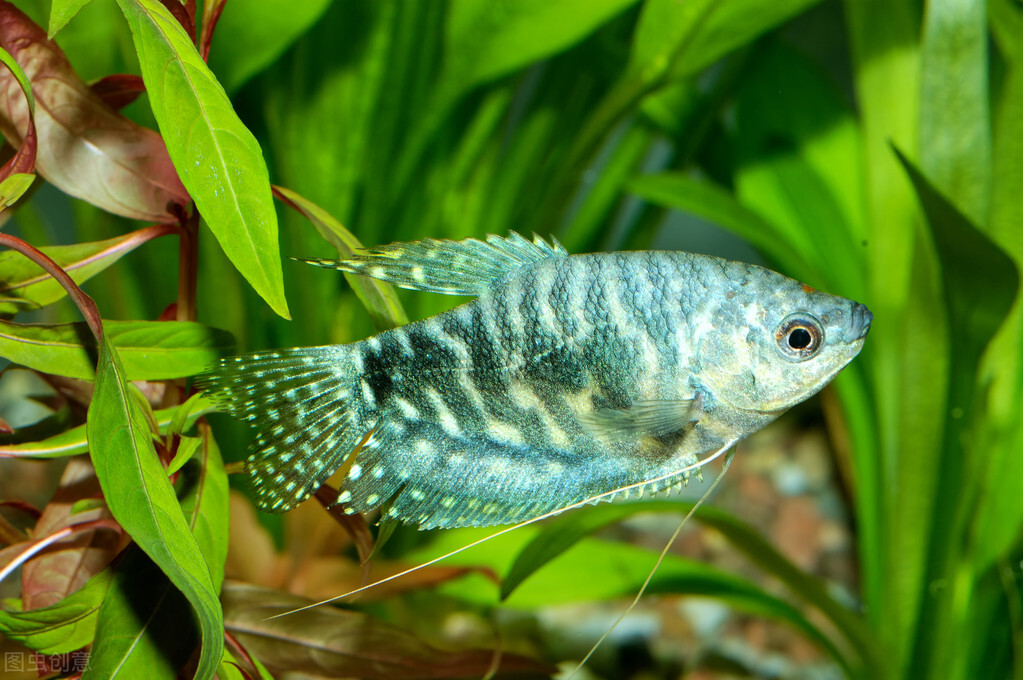 鱼的白点病会自愈吗（快速治疗观赏鱼的白点病）