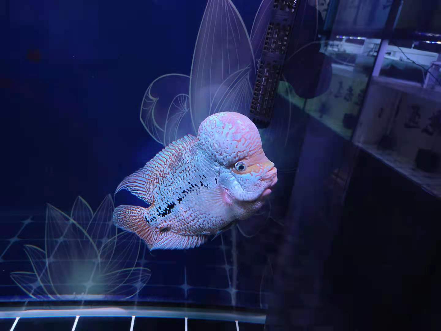 鱼的白点病会自愈吗（快速治疗观赏鱼的白点病）