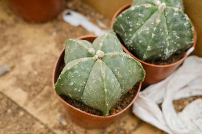 ​鸾凤玉的养殖方法和注意事项