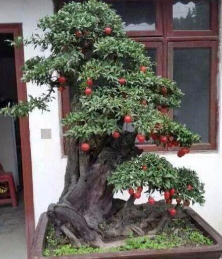 金弹子也能养在家，这样被外公养成盆景，全村人都跑着要来看！