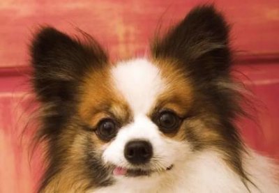 ​店家将熬汤剩余的牛棒骨，每天都会免费发放给狗狗，真材实料呀 牛棒骨要焯水吗