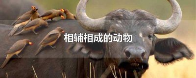 ​相辅相成的动物螃蟹 相辅相成的动物蚯蚓