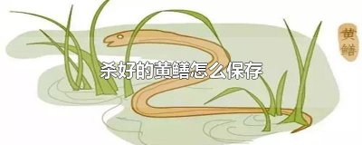 ​黄鳝处理干净能保存吗 黄鳝怎么保存方法