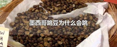 ​墨西哥跳豆哪里有卖 墨西哥蹦豆