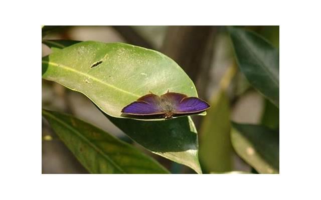 哪些菜能降胆固醇 十种蔬果帮你赶跑胆固醇