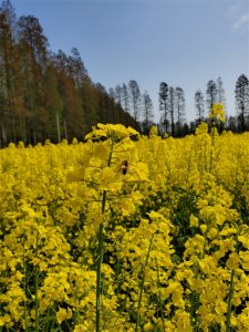 ​什么是“转继承”——帮您解读继承法条文（33）