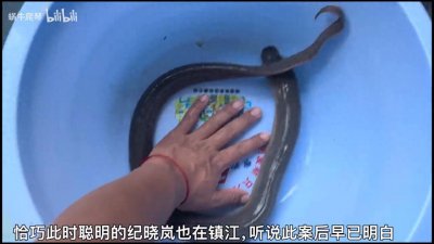 ​解秘剧毒的望月鳝