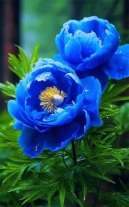 ​蓝色牡丹花代表的含义是崇高的爱、永恒的幸福和美丽的传说！