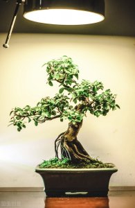 ​一组雀梅盆景精品欣赏太美了，赶紧收藏起来吧