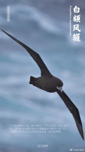 ​涨知识！一起研学南极鸟类图鉴