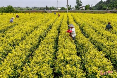 ​黄金茶生产基地迎来开采旺季