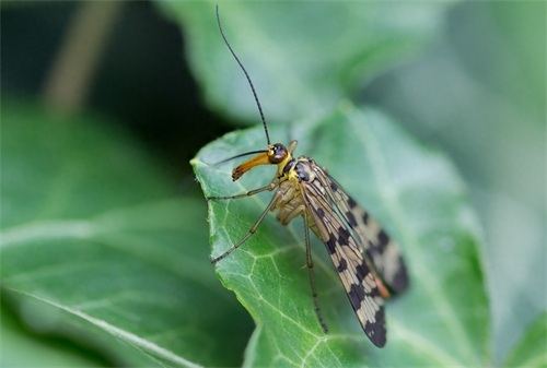 蝎蛉：会飞的蝎子？