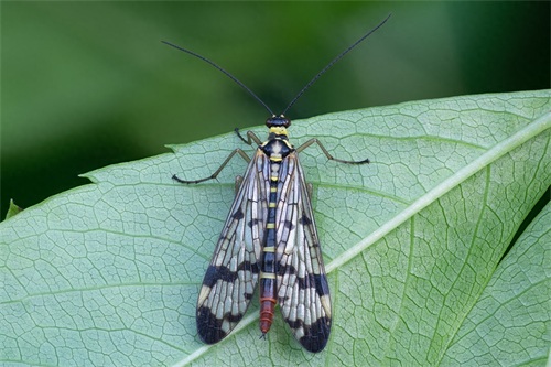 蝎蛉：会飞的蝎子？