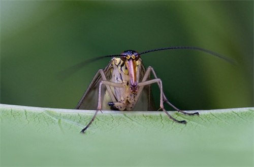 蝎蛉：会飞的蝎子？