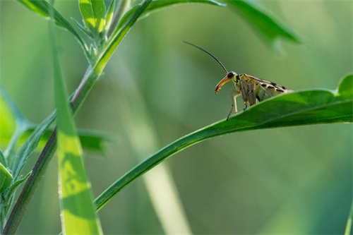蝎蛉：会飞的蝎子？