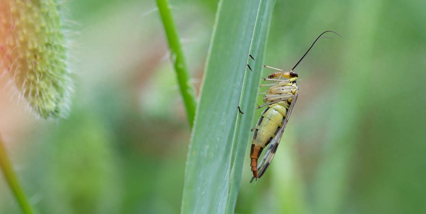 蝎蛉：会飞的蝎子？