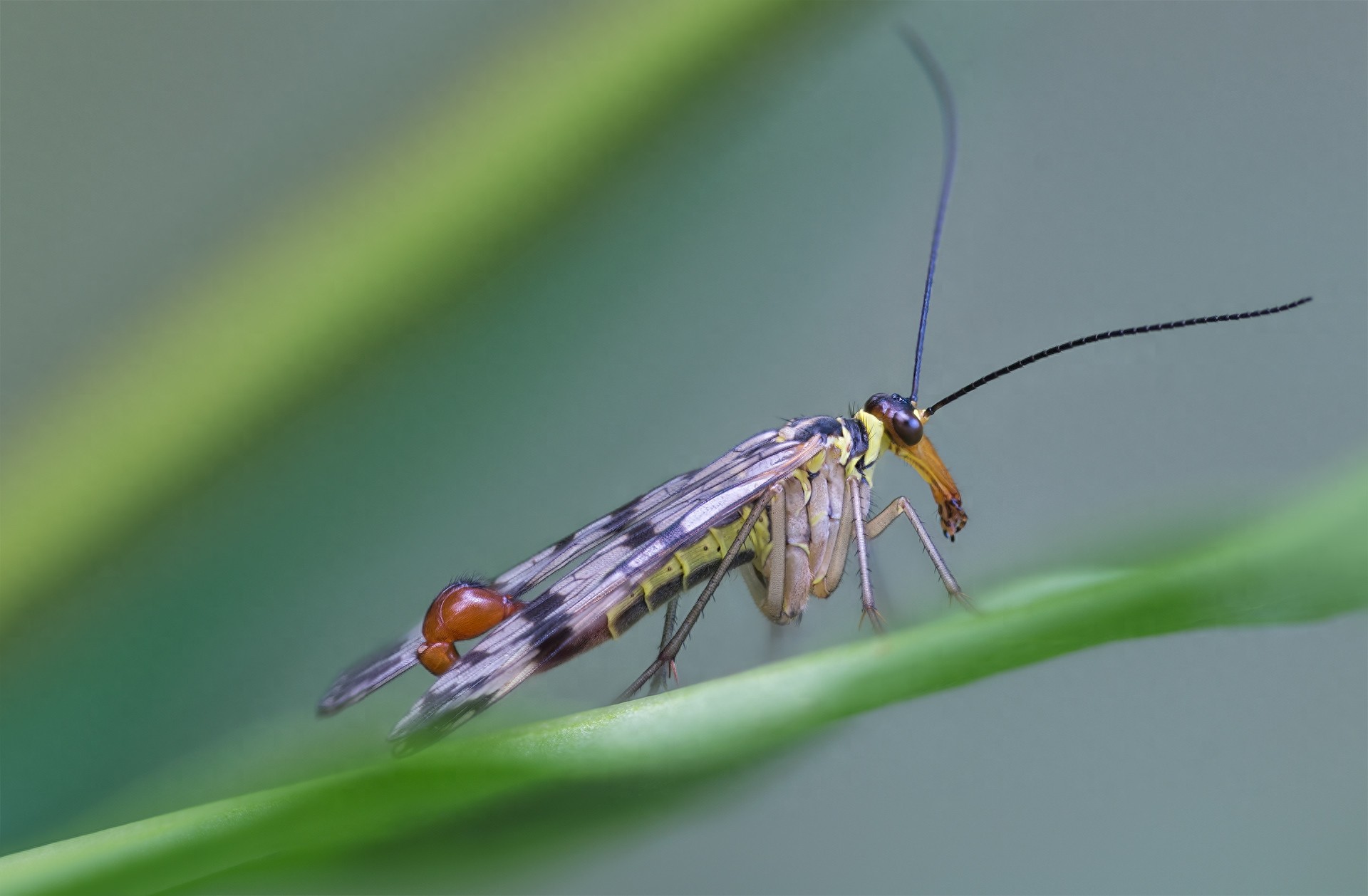 蝎蛉：会飞的蝎子？