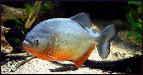 动物世界-红腹食人鱼