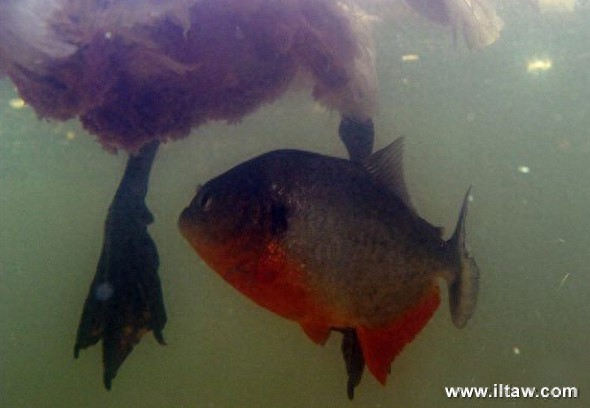 动物世界-红腹食人鱼