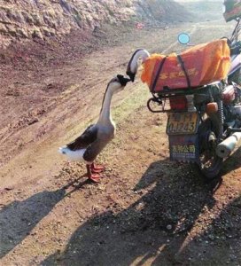 ​每天一单词 —— fluent (流畅的)