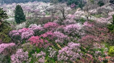 ​2024南京国际梅花节开幕
