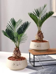 ​为什么说铁树开花是“千年一次”