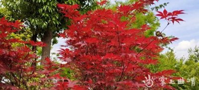 ​西河公园红叶景色迷人