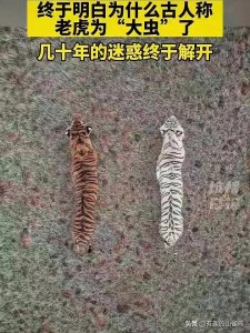 ​“百兽之王”别称——大虫