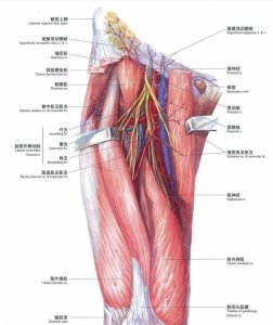​股动脉及股深动脉