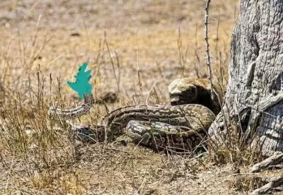 ​巨蟒的“天敌”是什么？豪猪应该是你想不到的吧？