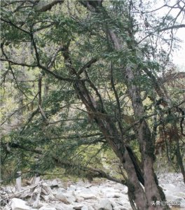 ​「秦岭百科 · 植物」红豆杉