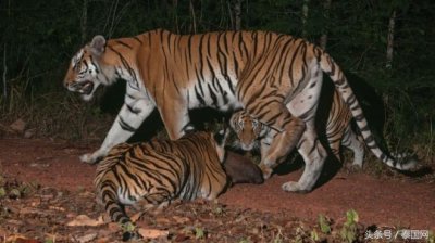 ​奇迹！6只濒危印度支那虎现身泰国考艾公园