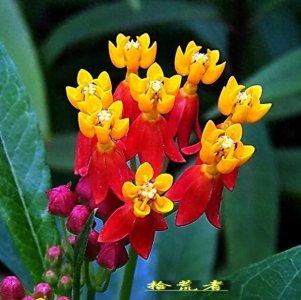​马利筋，艳丽如火的有毒花卉