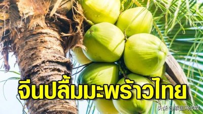 ​泰国椰子在中国市场大受欢迎 广西一公司今年进口量超28000箱