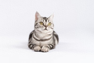 ​美短猫：美国本土的宠儿，温顺且活泼的小精灵