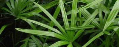 ​观音竹可以在卧室养吗