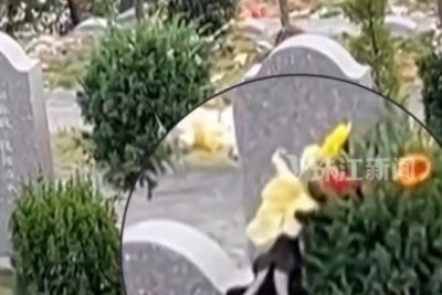 ​广东一墓园祭拜鲜花被山羊偷吃，工作人员：羊跑太快，赶走了又回来，社区回应