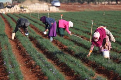 ​（外代一线）收获藏红花