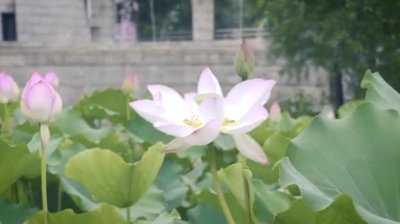 ​澳门特区区花：荷花