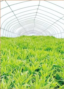 ​藜蒿产业成风景