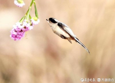 ​呆萌超可爱的银喉长尾山雀