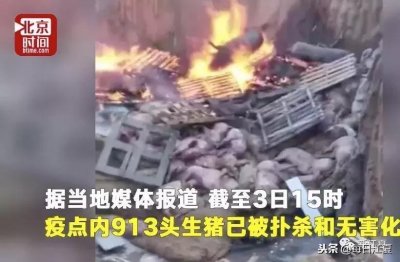 ​科普一下：“非洲猪瘟”并不传人，那么市场上的猪肉到底能不能吃？