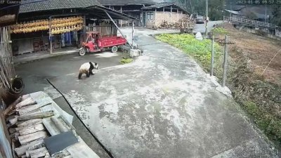 ​看门狗突然狂吠不止！主人一看竟来了只国宝 ...